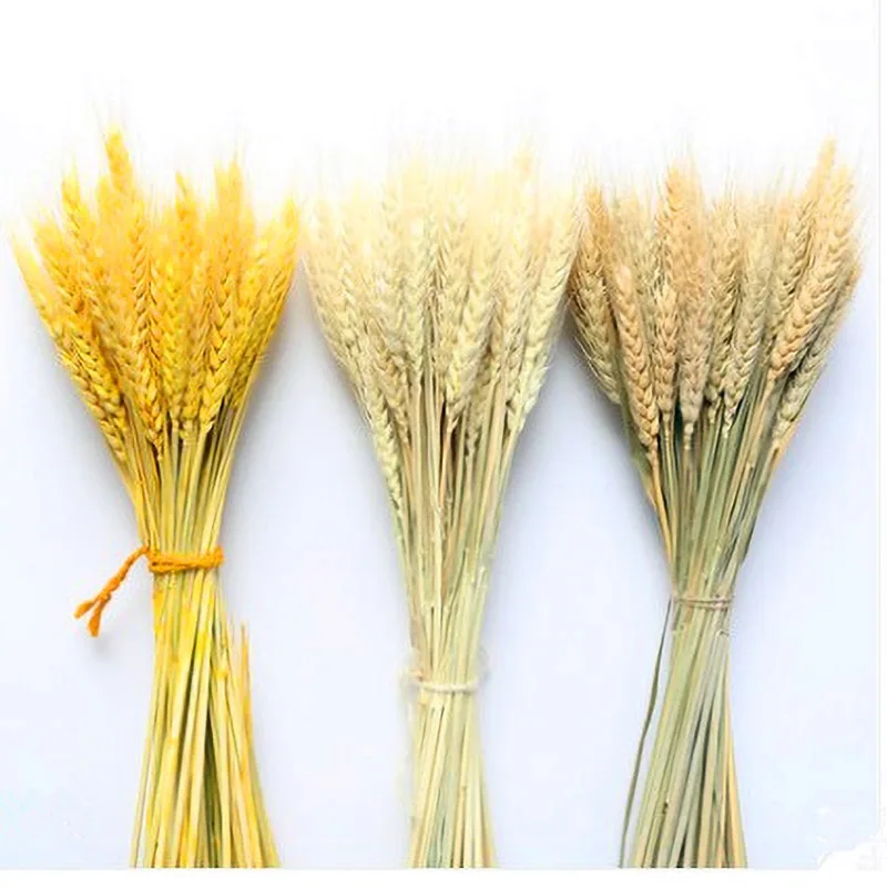 

100Pcs/lot Real Wheat Ear Flower Natural Dried Flowers For Wedding Party Decoration DIY Craft Scrapbook Home Decor Wheat Bouquet