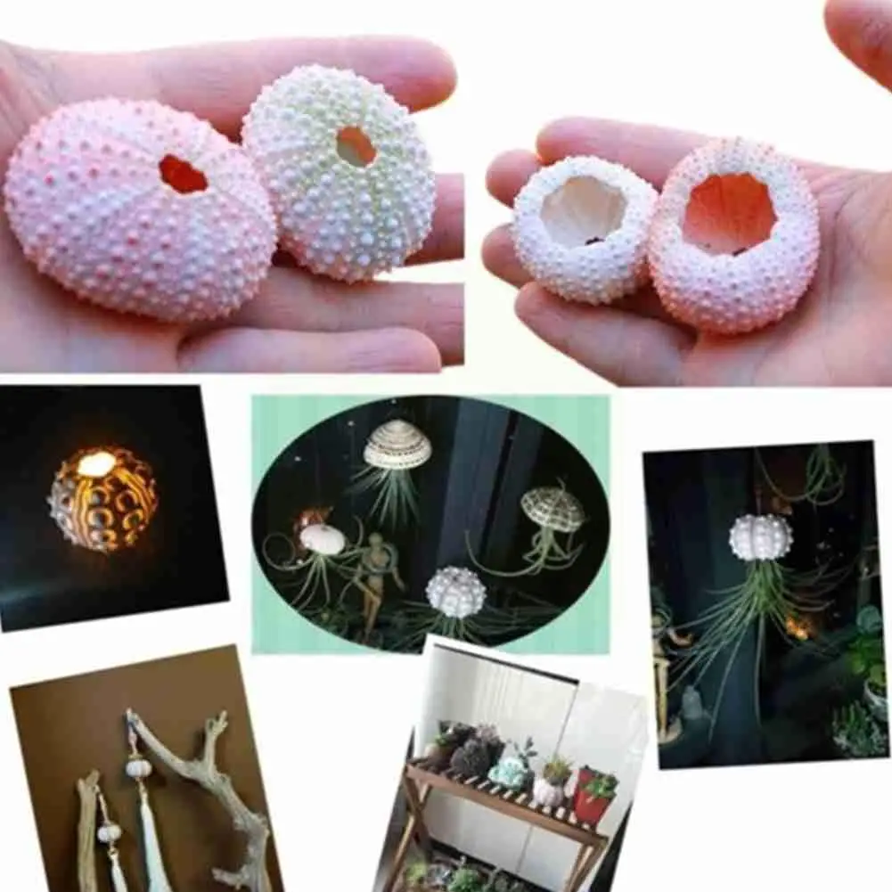 

Natural Sea Urchin For Decoration Conch Tillandsia Potted Plant Coquillage Undefined Home Decoration Accessories Z2c4