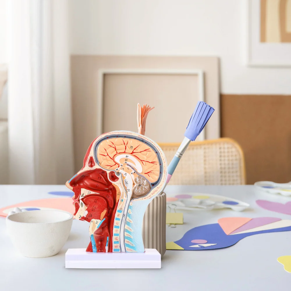 Модель анатомическая для обучения ушам носу горлу 1 шт.| |