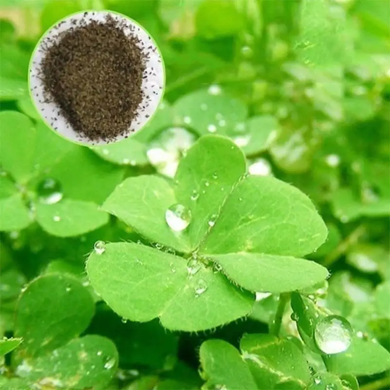 Легко растет водяное растение для аквариума ковер Hemianthus Callitrichoides Eleocharis Моховая