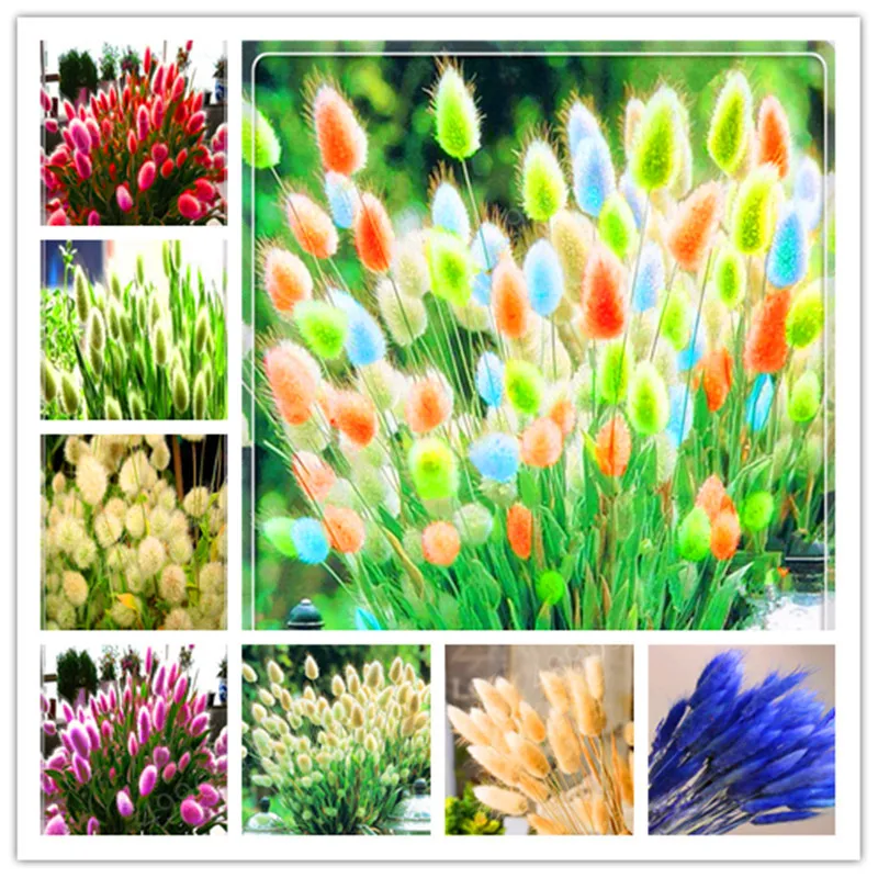 Трава с кроличьим хвостом 100 шт.|Сувениры для вечеринок| |