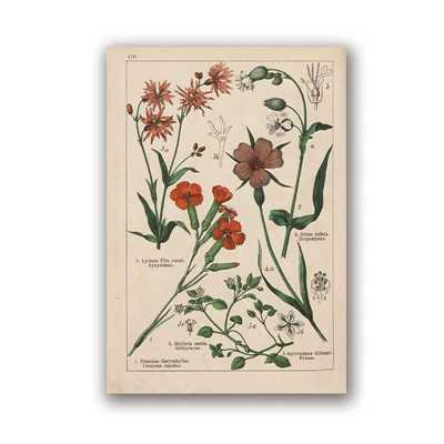 PH5993 Botanical коллекция винтажные плакаты и принты травы 1898s русский язык стены искусства картины холст живопись Домашний Декор стены - Цвет: PH5993