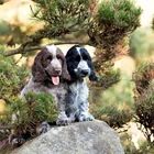 PDMDOG 5D, алмазная живопись, вышивка крестиком, собака, полная, алмазная вышивка, Английский кокер-спаниель, 3D, Алмазная мозаика шаблоны, рукоделие