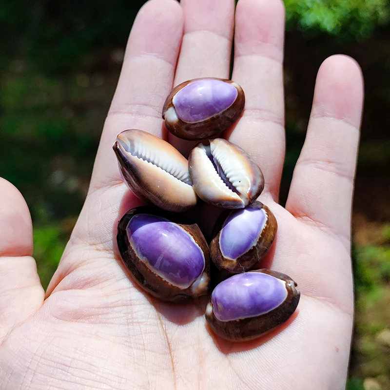 

1PC Natural Conch Shell Purple Black Treasure Snail 2-3cm Aquarium Landscaping Shooting Props Tank Fish Home Decoration Ornament