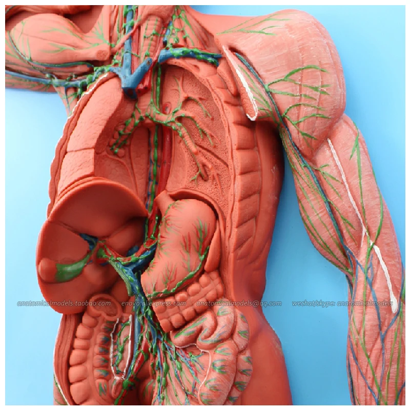 12489/анатомическая структура лимфатической системы медицинская научная