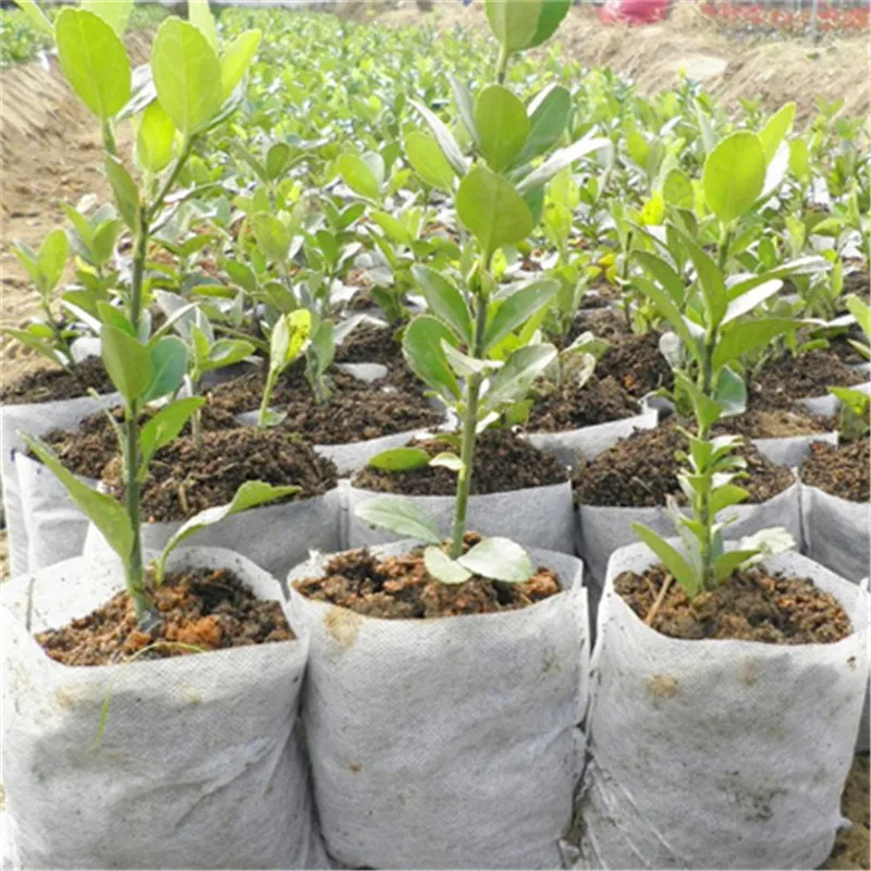 

100pcs 8*10cm Biodegradable Non-woven Nursery Bags 10x12cm Plant Grow Bags Fabric Seedling Pots Eco-Friendly Aeration