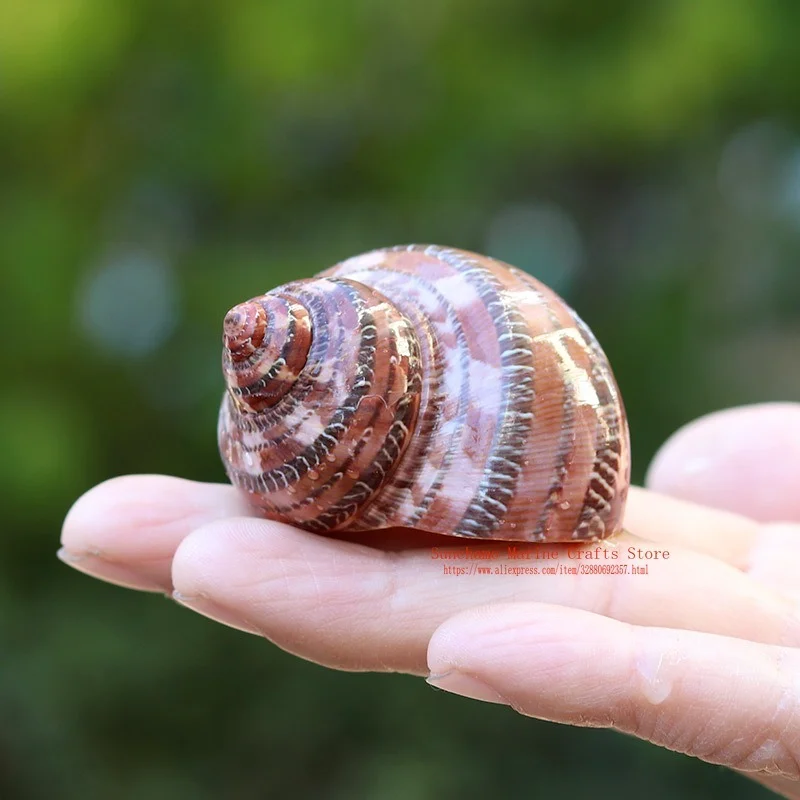 Древняя китайская морская улитка кошачий глаз натуральная раковина Аквариум