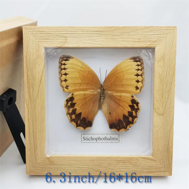 Fixed Spread Wings Butterfly Real Specimens Photo Frame Indoor Decoration Home Decorations Insect Sample Figurines Desk Decor | Дом и сад