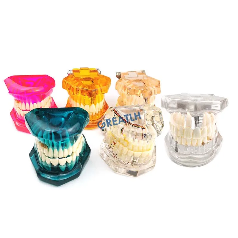 Оборудование для обучения стоматологическим заболеваниям стоматологический