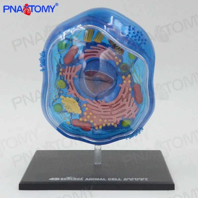 4D мастер биологическое обучение ботанический сад отображает ячейки сборки