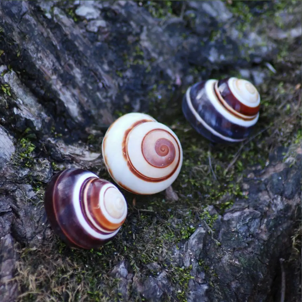 

1pc Mix Aquarium Beach Nautical Diy S Mixed Bulk Sea Approx 2-4cm A2r6