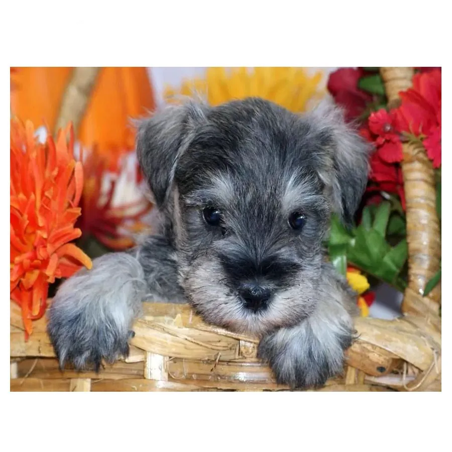 DIY квадратная круглая алмазная живопись шнаузер животные домашние полная