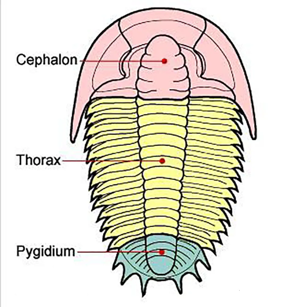 Натуральный трилобитесокаменелый камень Образец древней морской жизни Fossil Crown Insect коллекция Polular научное обучение