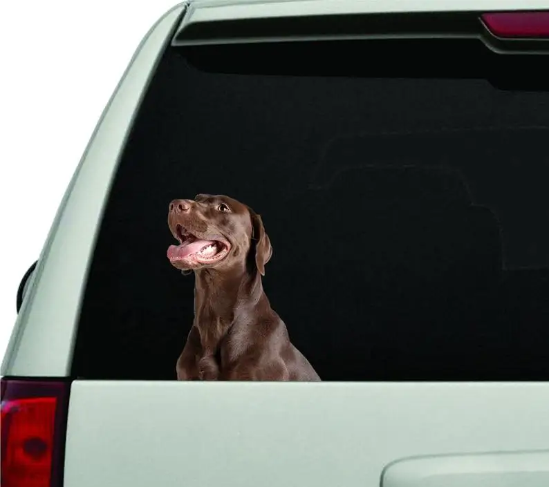 

Car sticker Weimaraner sticker Car decal Car decoration Car sticker Weimaraner decal Brown dog sticker 3d sticker Dog