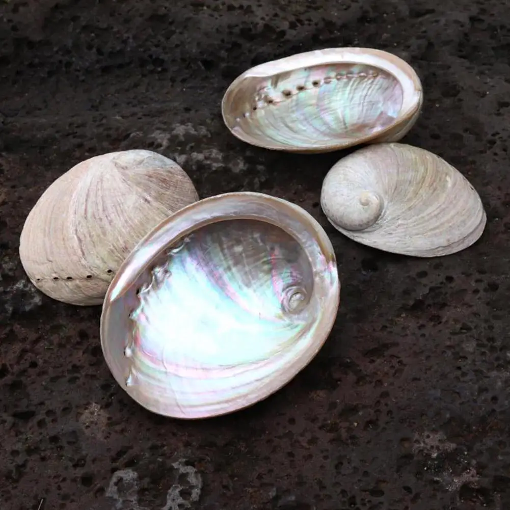 9-13 см пучки белого шалфея Абалон ракушка святая деревянная медитация