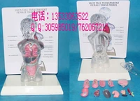 human anatomy model women transparent torso teaching model 18cm free shipping