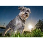 Картина из квадратныхкруглых страз с изображением собаки шнауцера, 5D, для самостоятельной вышивки, мозаика с изображением собаки, декор Стразы TY671