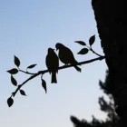 Колибри Металлическая Птица художественное украшение для вашего двора или дерева металлическое искусство и двор DIY садовое дерево искусственное украшение