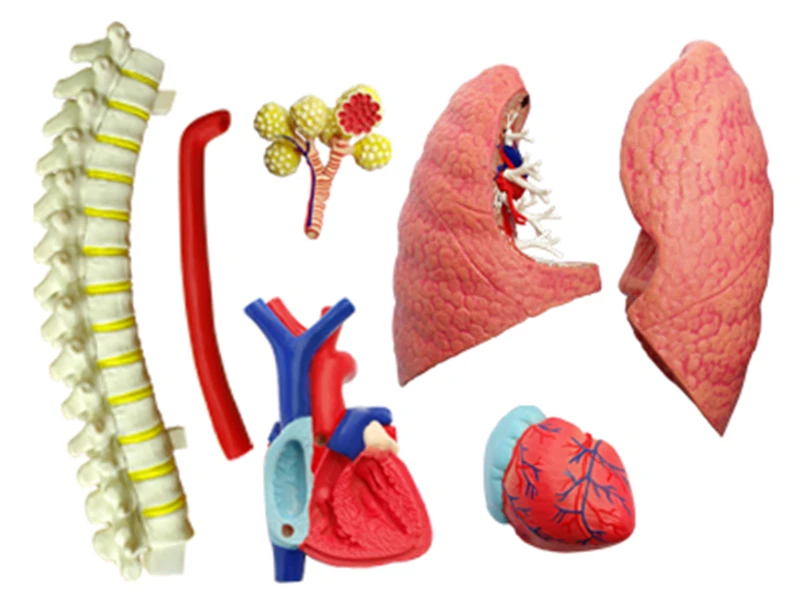 Lung 4d master puzzle Assembling toy human body organ anatomical model medical teaching |
