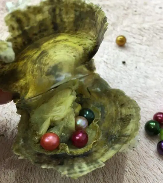 100 pcs Akoya saltwater oysters 30 single twins 20 triplets quads 100pcs total together wholsale prices | Украшения и аксессуары