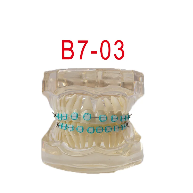 

28pcs teeth Dental educational model Standard Model with whole teeth visible for Dental education