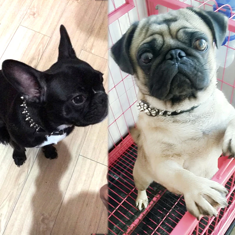Dog Collar Small Traction Rope Ring Rivet Obroze Dla Psa Perros Productos Luxury Supplies DD6D80 | Дом и сад