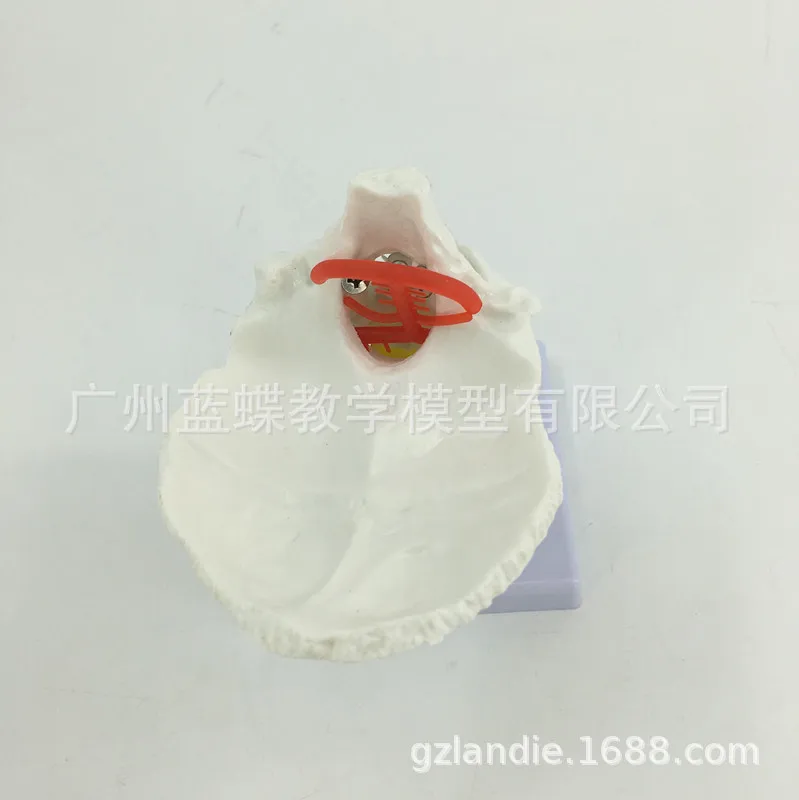 1:1 натуральный размер человеческий шейный позвонок каротидная артерия модель