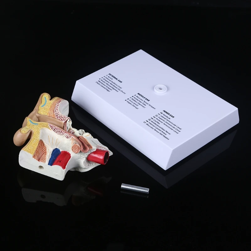 

1.5 Times Life Size Human Ear Model Scientific Anatomy Teaching Supplies Anatomical Study Display Professional