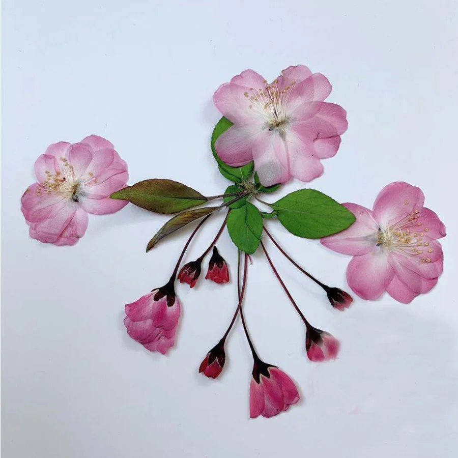 

120pcs Dried Pressed Malus Spectabilis Flowers+Buds Plant Herbarium For Jewelry Postcard Invitation Card Phone Case DIY 2021 New