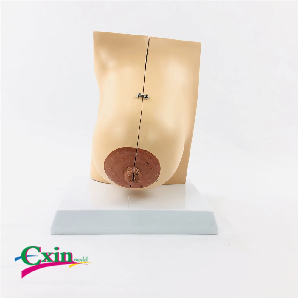 Lactation female breast anatomy model section structure gynecological enhancement training beauty salon teaching | Канцтовары для