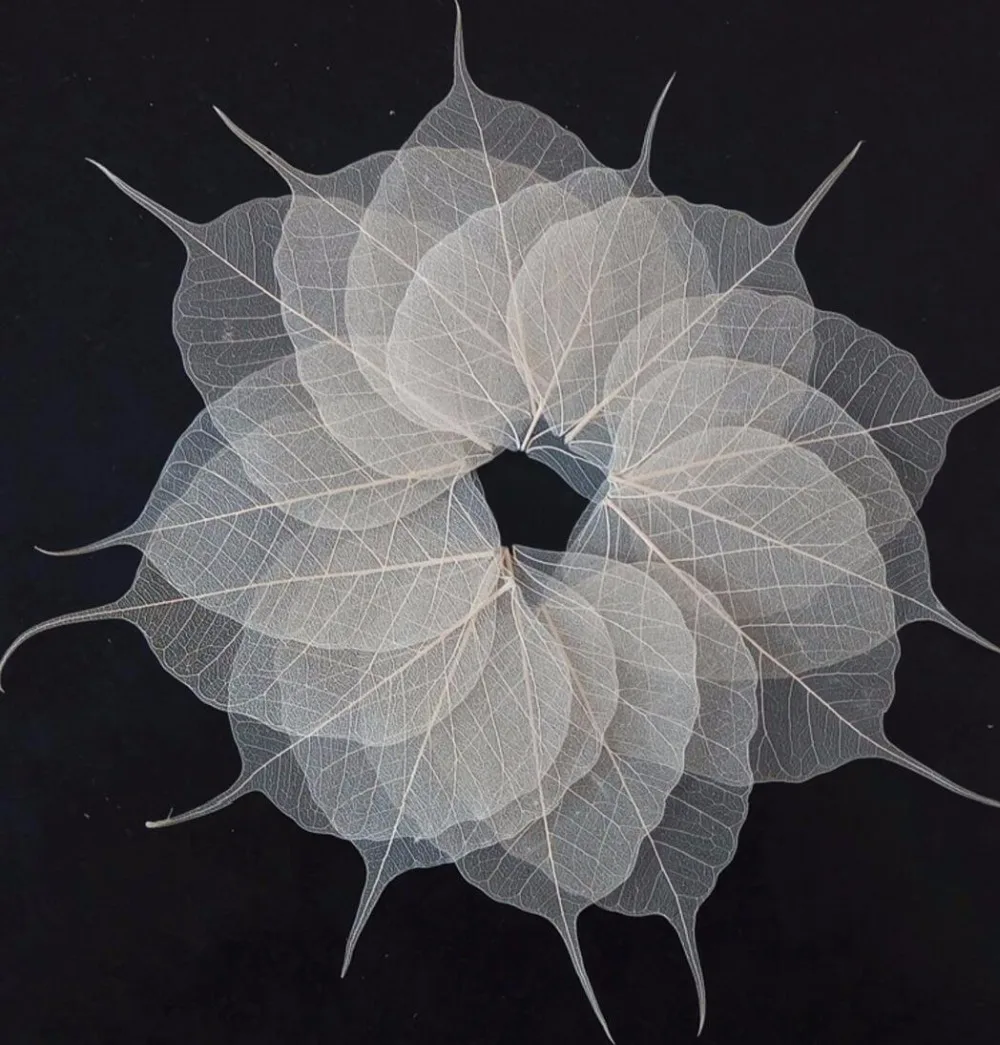 

100 шт., 8-12 см сушеные натуральные белые листья деревьев