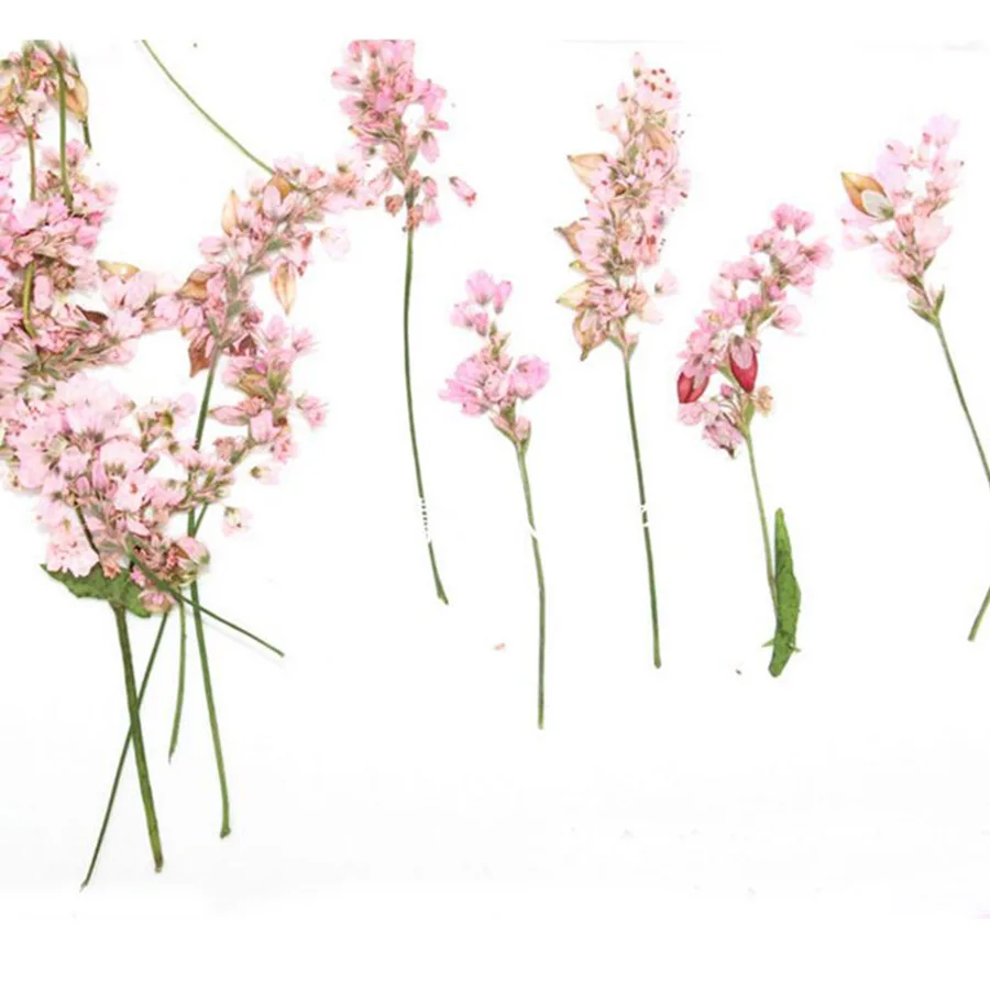 12 шт. прессованный высушенный гречихи с цветочным узором и принтом Осенняя