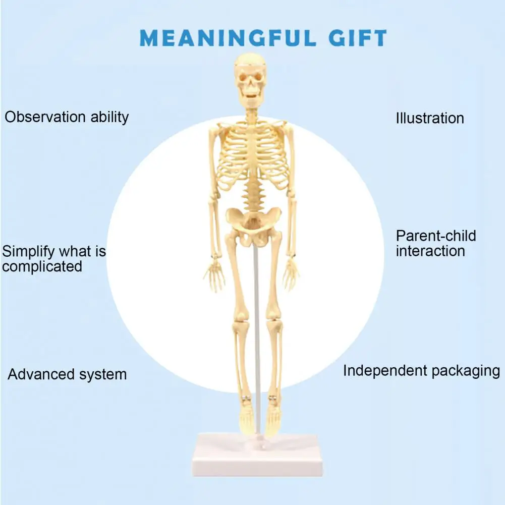 

Skeleton Model Practical Ability Smooth Plastic Biological Science Learning Kit for Kids Models Toys