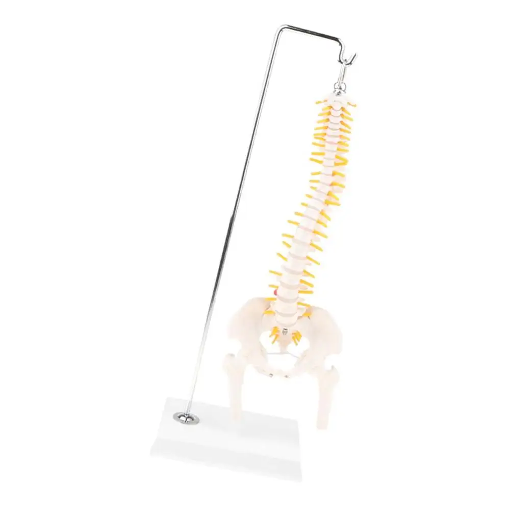 45 см человеческий позвоночник скелетный Поясничный с тазом медицинский