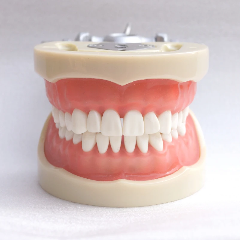 

1pc dental teaching study model standard model Soft Gum,Screw fixed,DP Metal Articulator dental model oral model A10