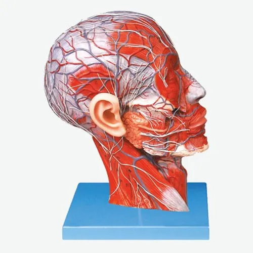 Superficial facial anatomical human head with vascular nerve attached to the middle sagittal section of the head anatomy model