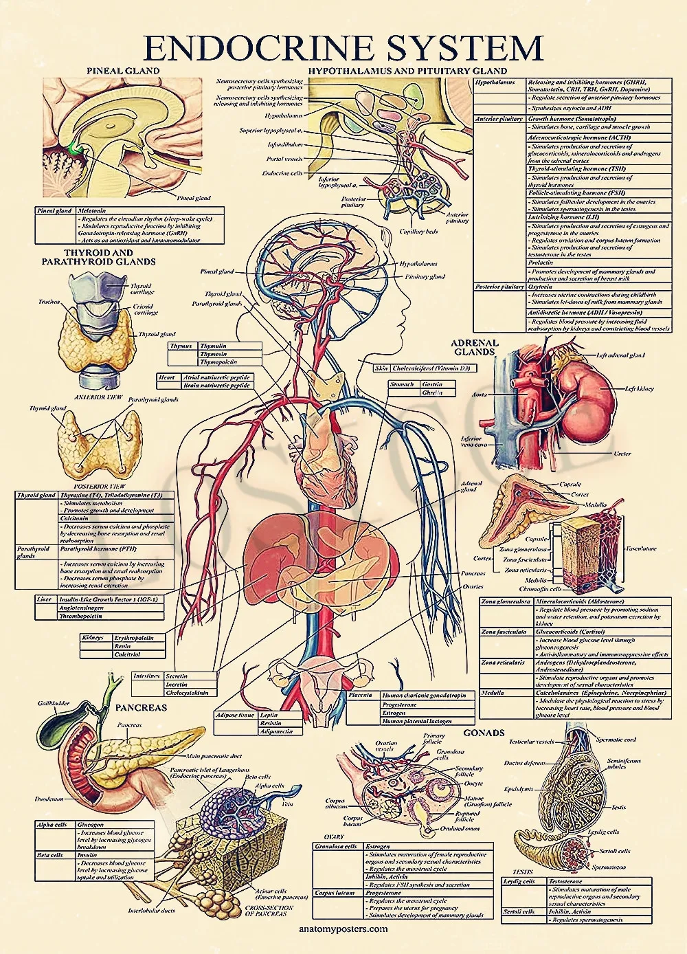 Лекарственные Плакаты для эндокринной системы настенные наклейки домашнего