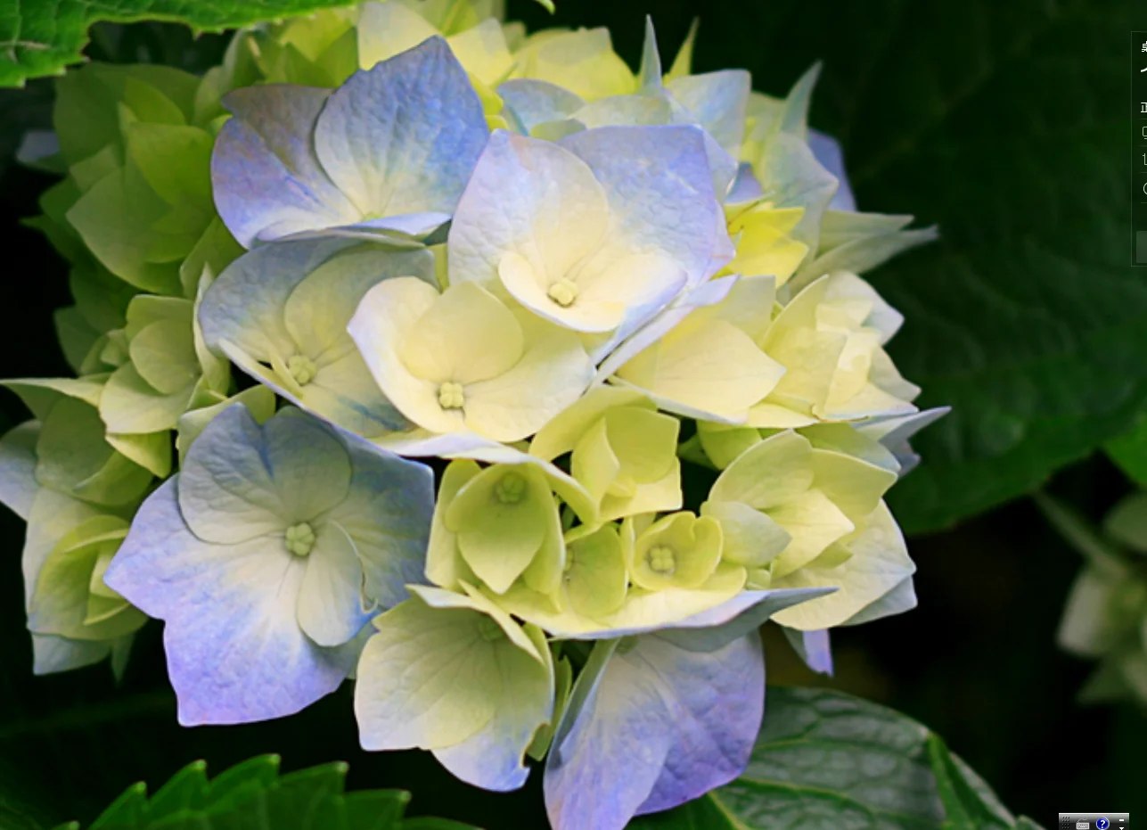 SAGACE/Женская обувь сандалии с перекрестными ремешками большой размер босоножки