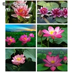 Evershine 5D DIY алмазная мозаика лотос Полная площадь стразы алмазная вышивка цветы вышивка крестиком украшения для дома
