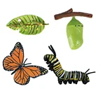 4 шт. насекомых цикл роста Животные модель бабочки миниатюрная фигурка Развивающие игрушки для детей в классе