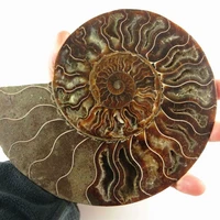 large madagascan natural crystal formed fossil old ammonite specimen for home decoration