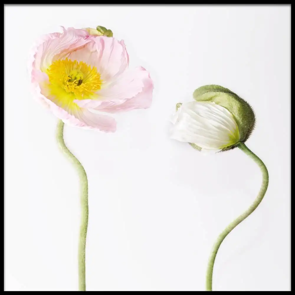 Шесть картин сочетание абстрактные артяпонские анемоны масло холст рисунки