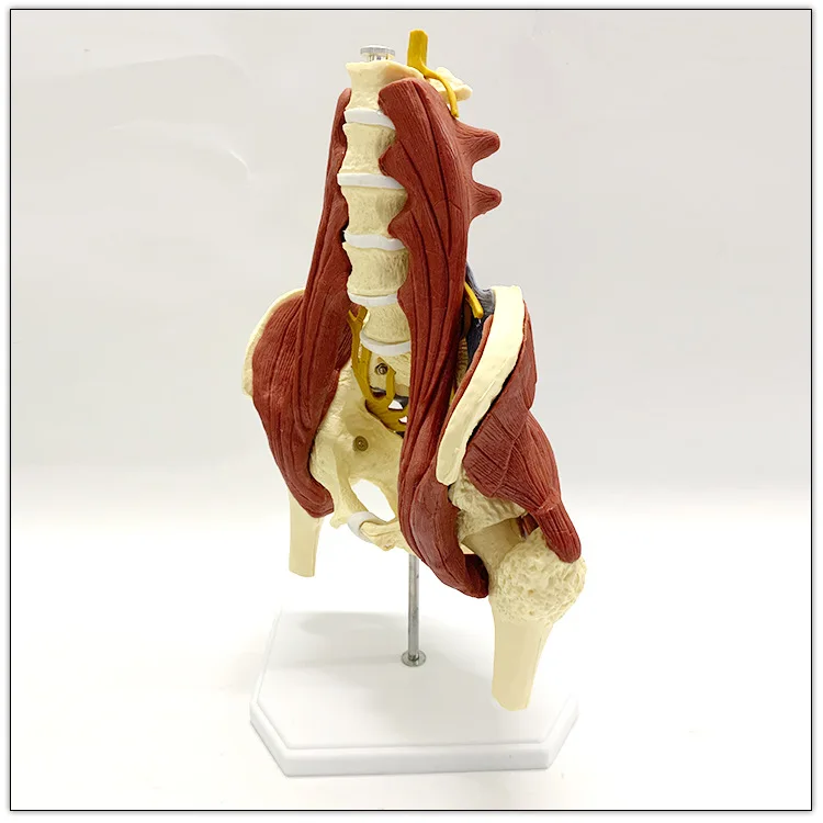 1:1 Поясничный Позвоночник с жизненно важными мышцами модель позвоночника