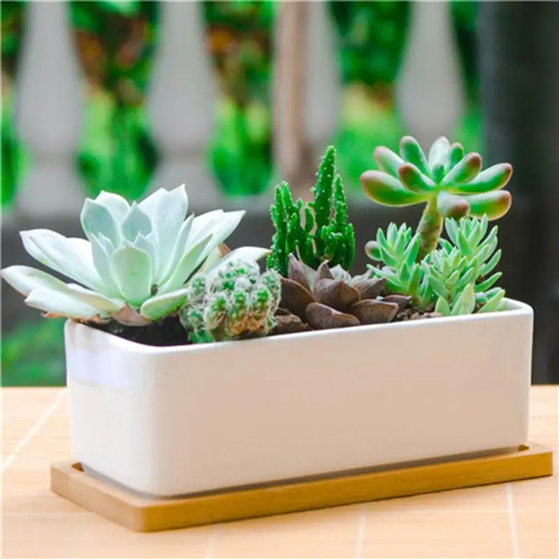 Декоративный мини белый прямоугольный цветочный горшок с белым КАКТУСОМ