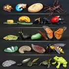 Цикл роста бабочек, пчела, божья коровка, паук, жизненный цикл, модели моделирования животных, фигурки, Развивающие детские игрушки, подарки