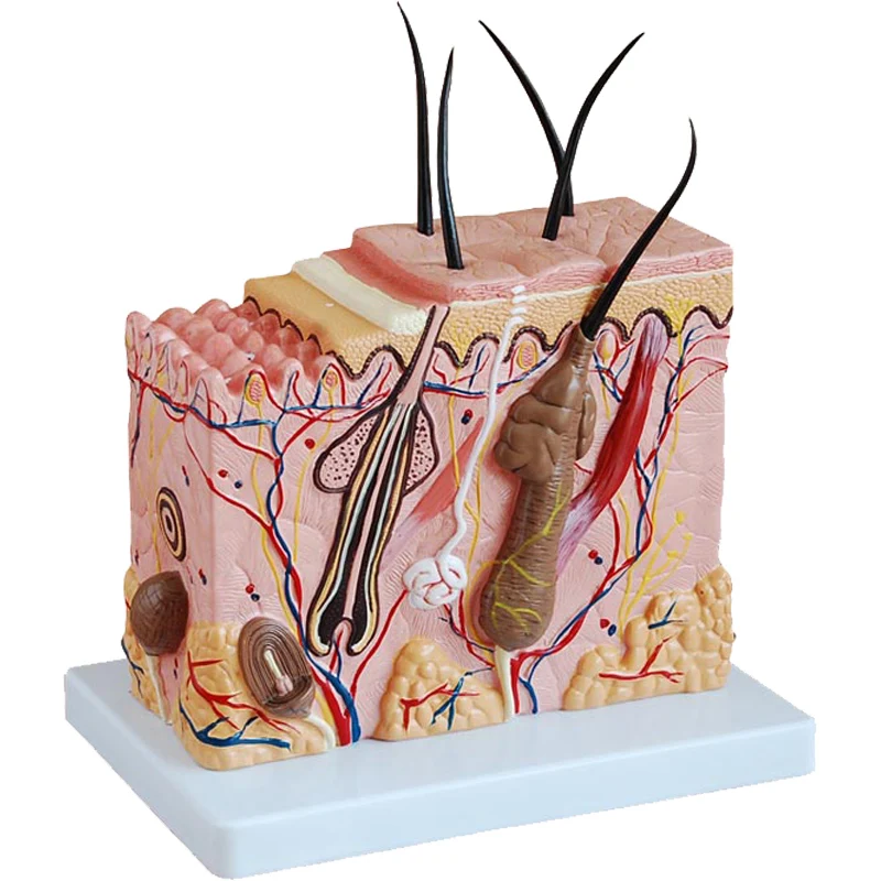 

70:1 Skin Block Model,Skin Section model,Human Skin Anatomical Model