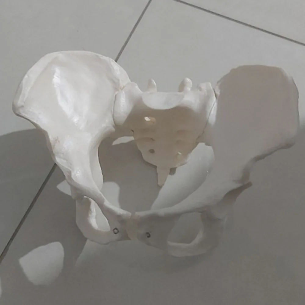 

1pc Female Pelvis Model Natural Large Pelvic Joint for Training
