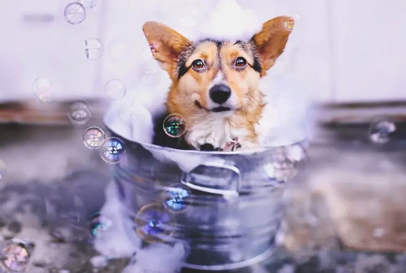 Полевая собака деревянная головоломка 1000 шт. ersion белая карта взрослые детские