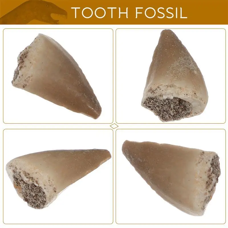 

Mosasaurus Teeth Fossil Paleontology Fossil Science Ornaments Teaching Props