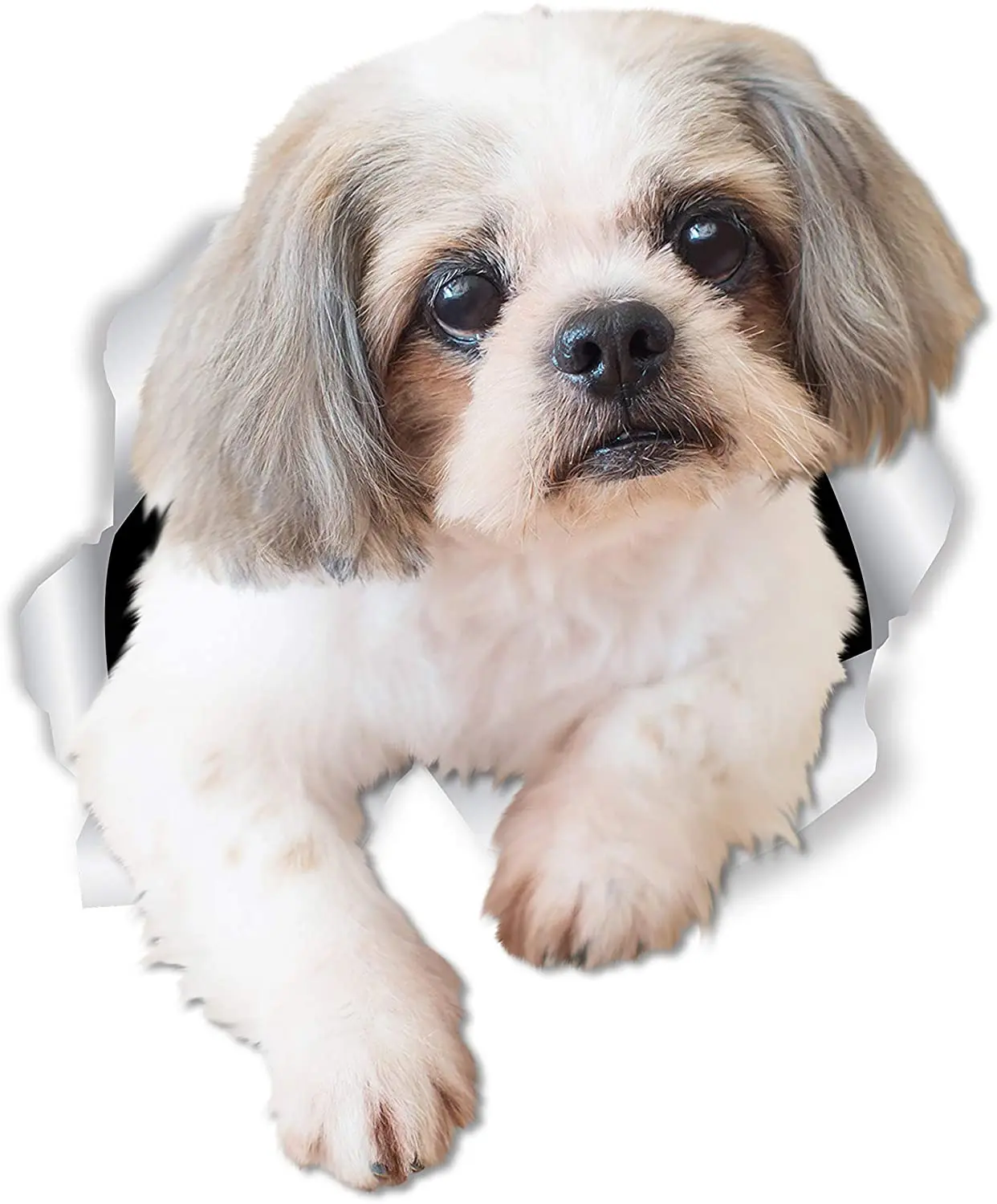 

Lovely Shih Tzu Dog Car Sticker Decoration Cover Scratch Decal Laptop Truck Motorcycle Trunk Headlight Accessories KK 12cm*9cm